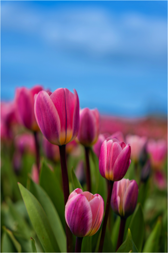 Main image Pink Tulips Against an Evening Sky