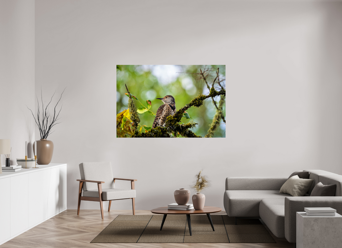 66 x 44″, Acrylic Glass Rounded Corners Northern Flicker in the Mossy Canopy