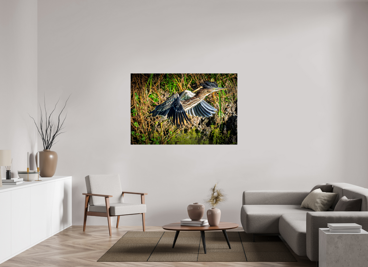 60 x 40″, ChromeLuxe HD Metal Print Rounded Conrners Green Heron Launching from the Marsh Bank