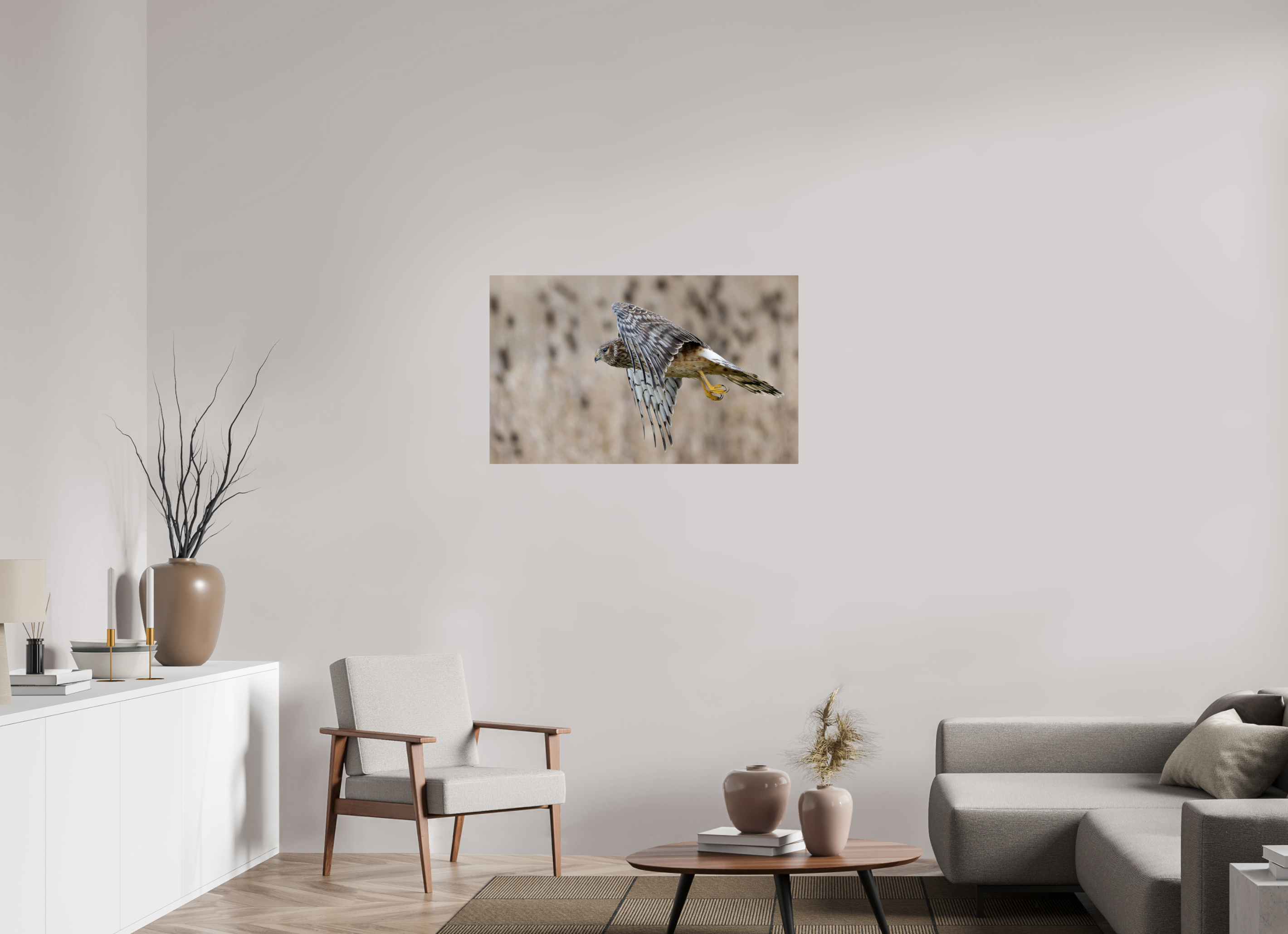 39.3 x 24″, ChromeLuxe HD Metal Print Rounded Conrners Northern Harrier Skimming the Field