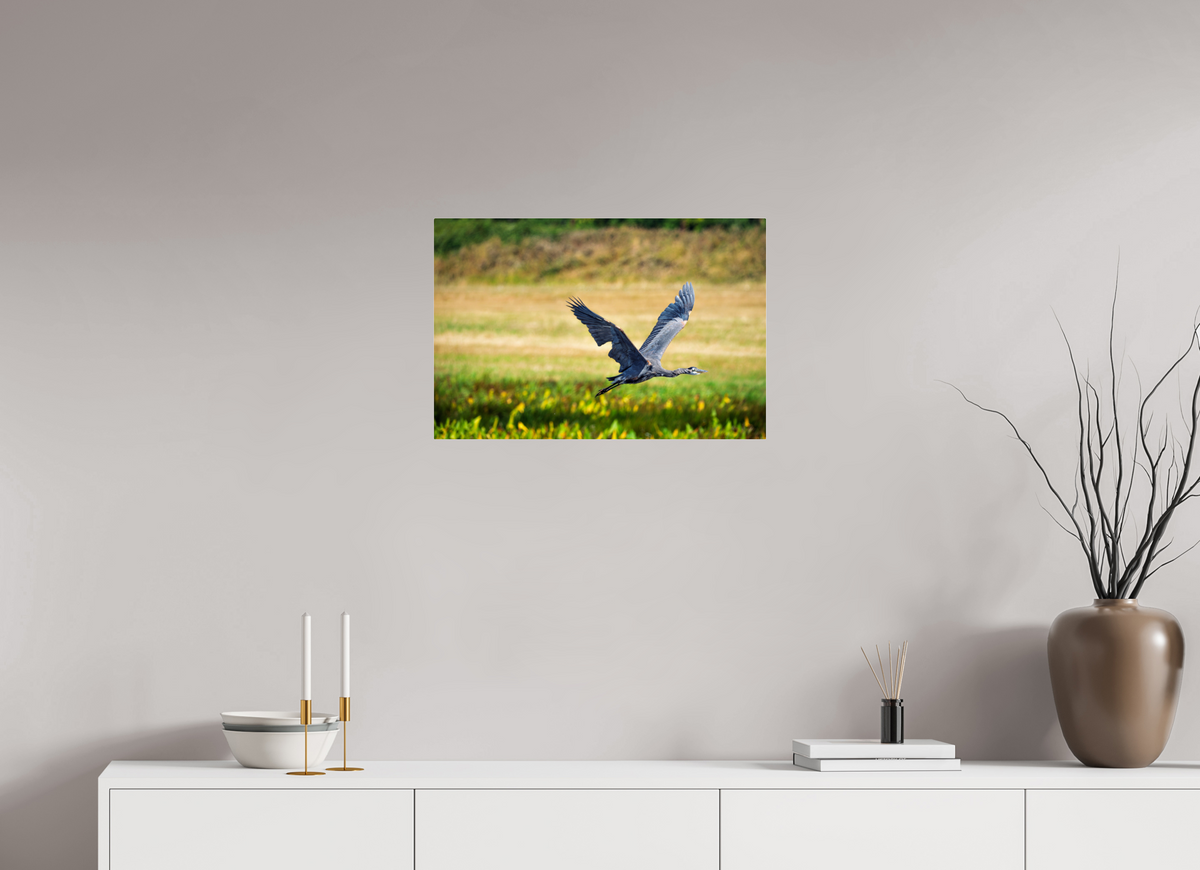 24 x 16″, Acrylic Glass Rounded Corners Great Blue Heron Rising Over the Wetland