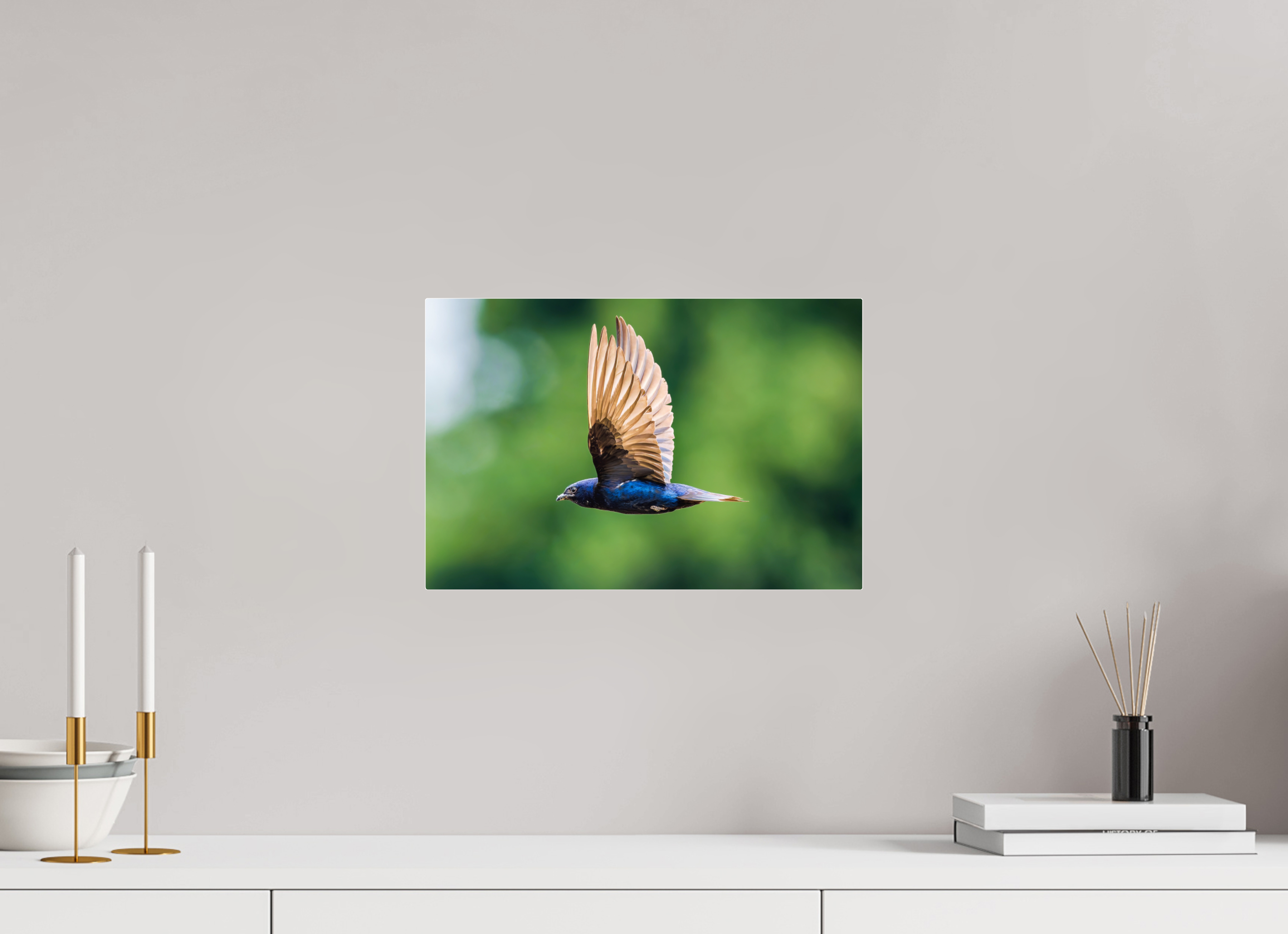 15 x 10″, Acrylic Glass Rounded Corners Purple Martin in Flight