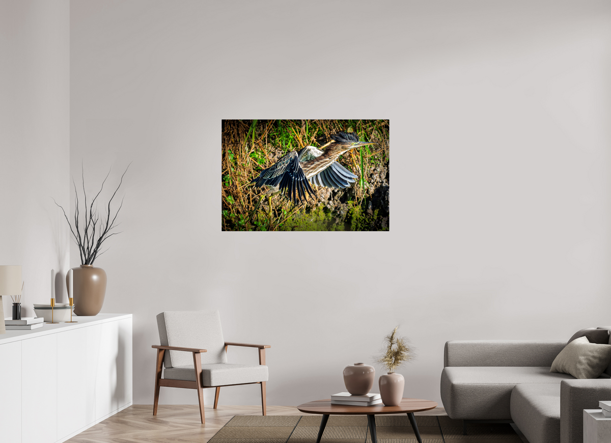 45 x 30″, ChromeLuxe HD Metal Print Rounded Conrners Green Heron Launching from the Marsh Bank