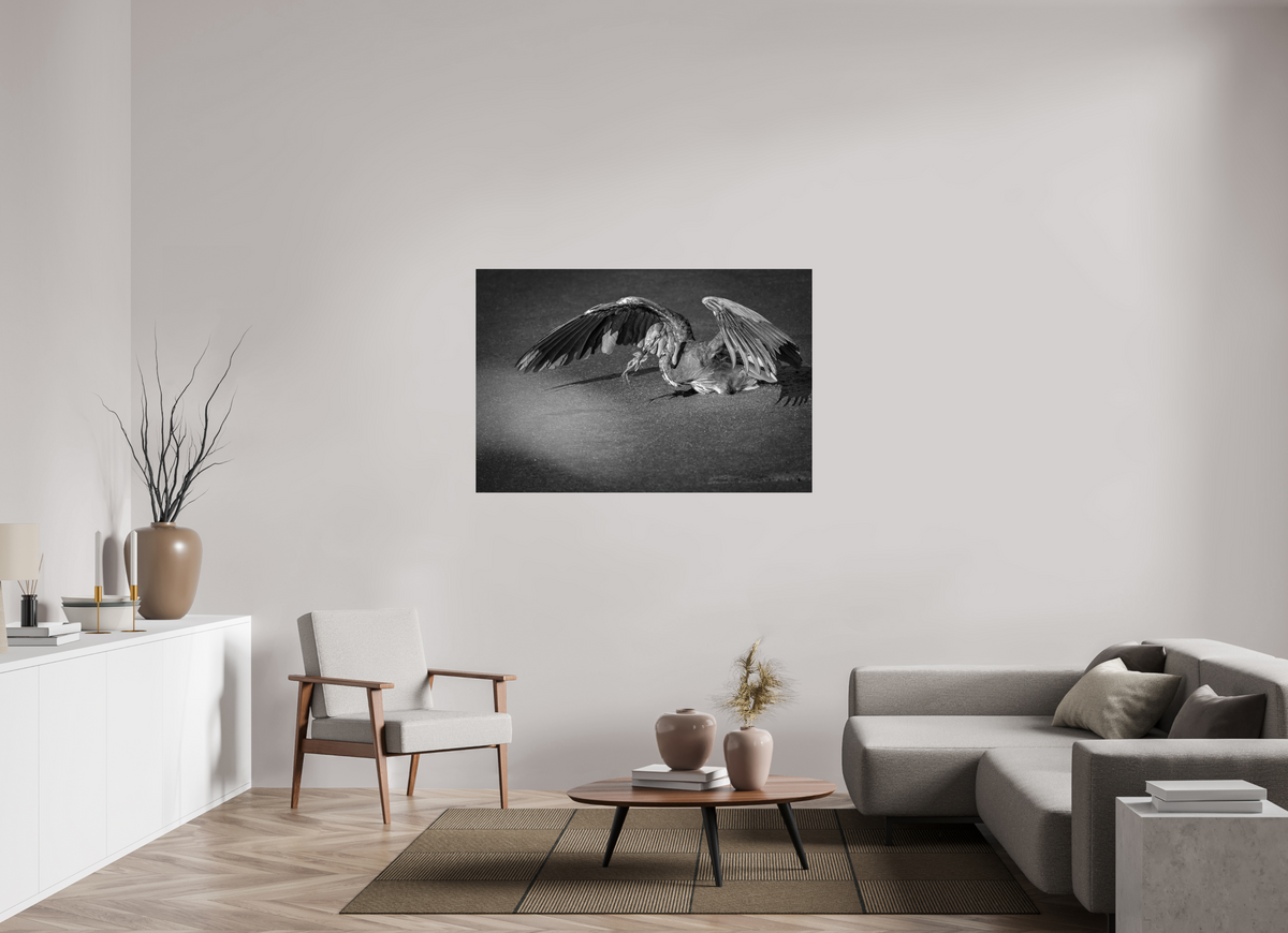54 x 36″, ChromeLuxe HD Metal Print Rounded Conrners Great Blue Heron's Frog Catch in Black and White