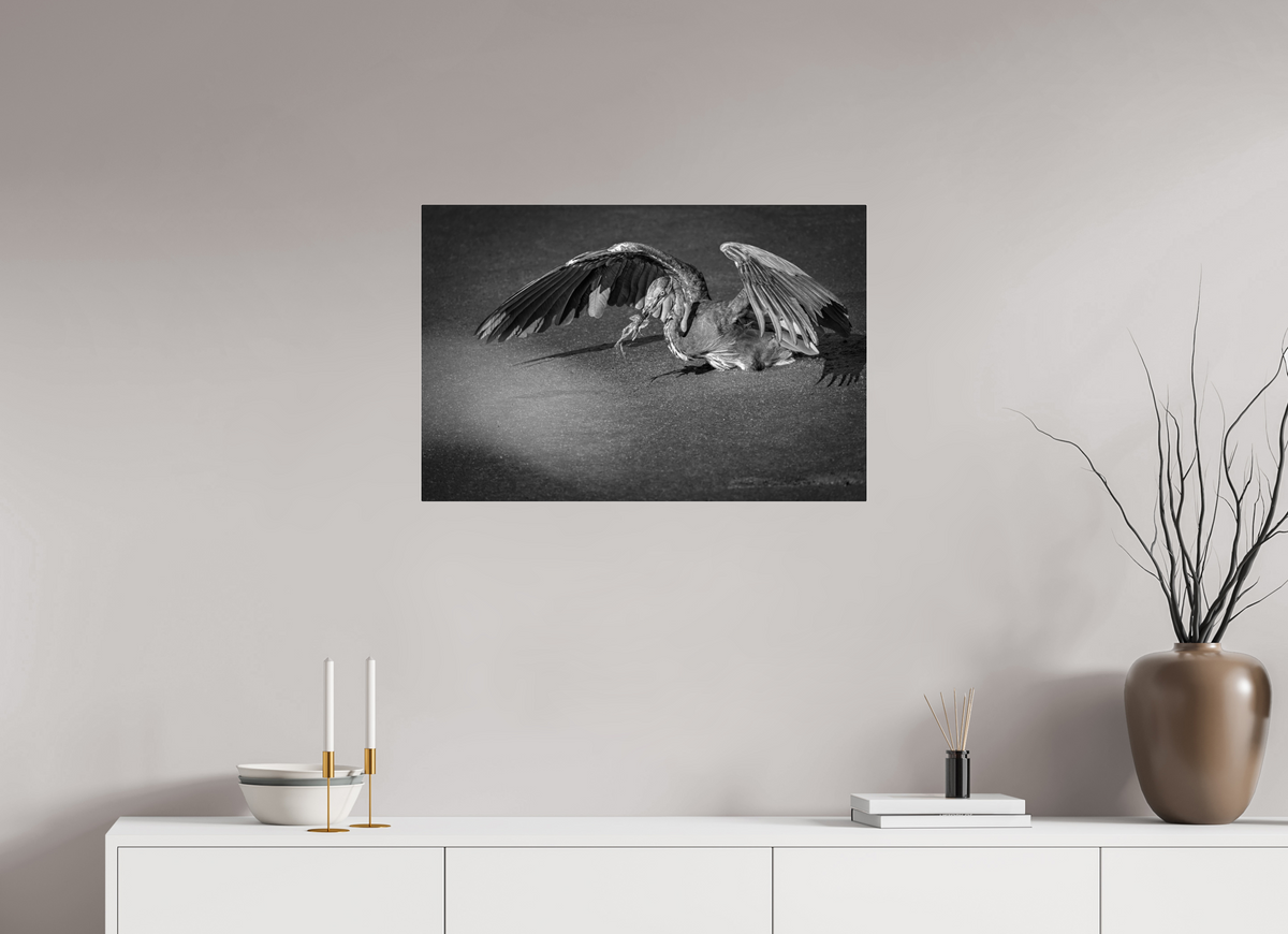 30 x 20″, Acrylic Glass Rounded Corners Great Blue Heron's Frog Catch in Black and White