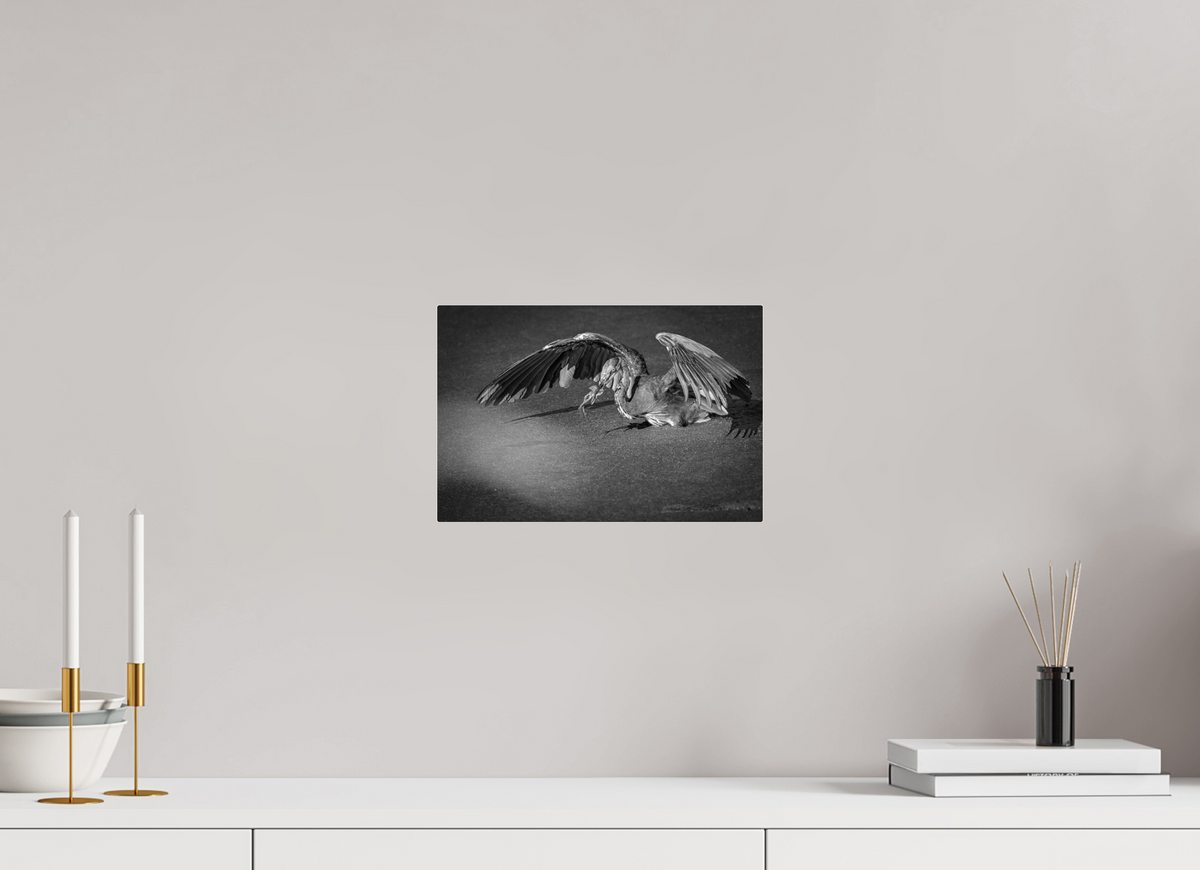 12 x 8″, Acrylic Glass Rounded Corners Great Blue Heron's Frog Catch in Black and White