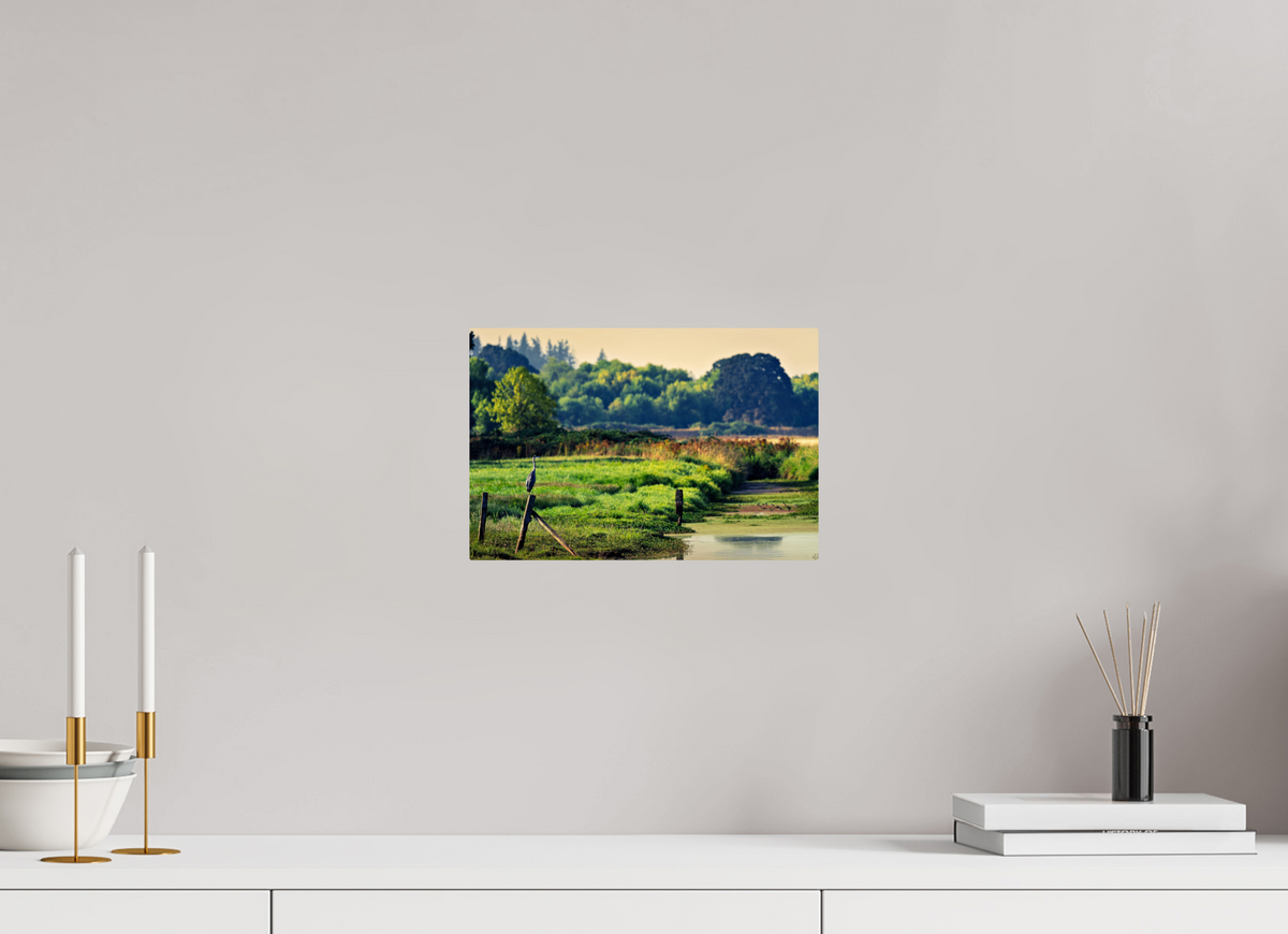 12 x 8″, ChromeLuxe HD Metal Print Rounded Conrners Great Blue Heron Watching Over the Wetland