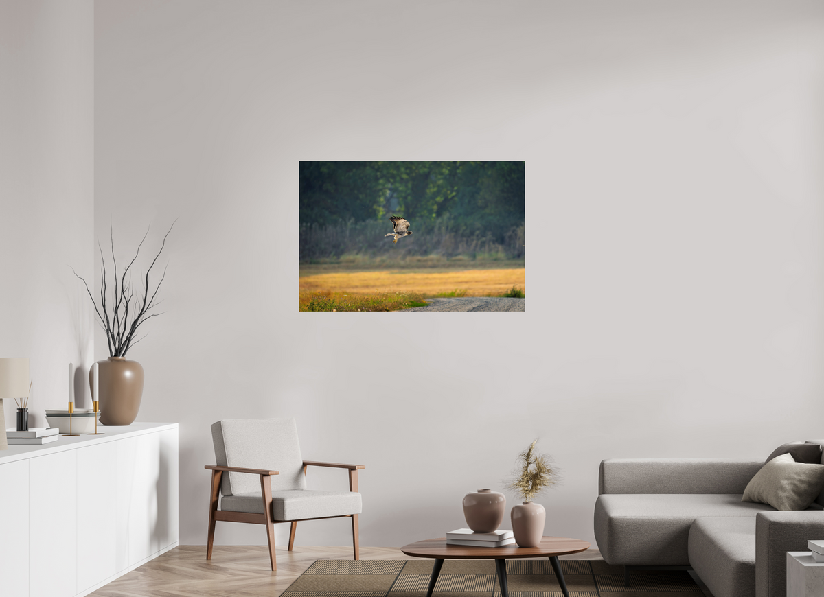 45 x 30″, Acrylic Glass Rounded Corners Red-tailed Hawk Gliding Low Over the Field