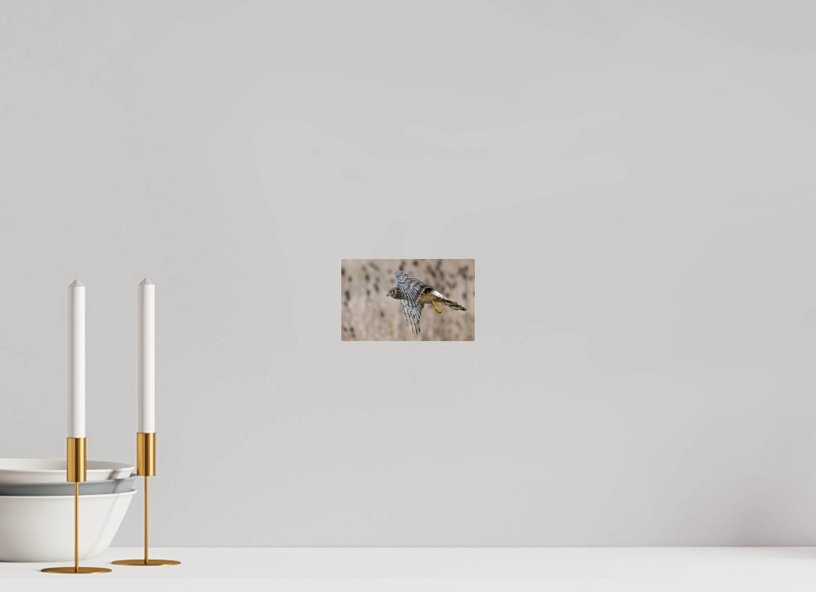 6.5 x 4″, Acrylic Glass Rounded Corners Northern Harrier Skimming the Field