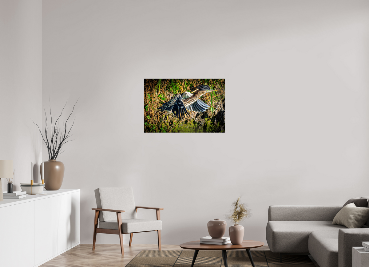 36 x 24″, Acrylic Glass Rounded Corners Green Heron Launching from the Marsh Bank