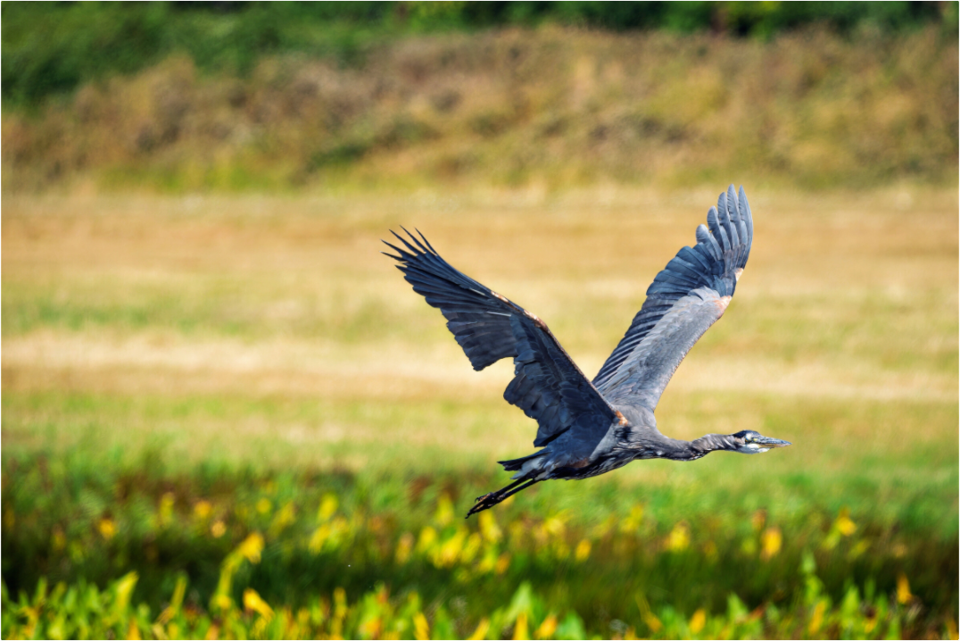 Main image Great Blue Heron Rising Over the Wetland