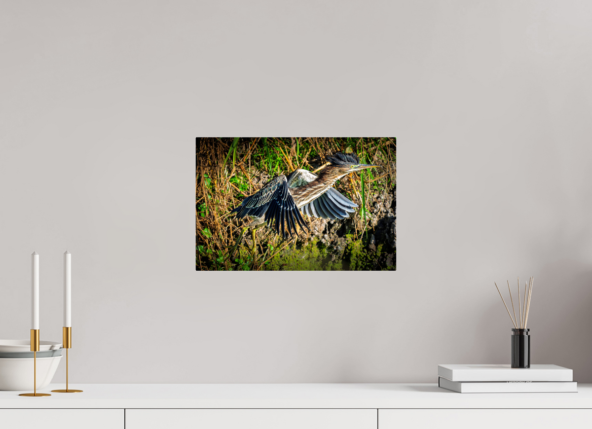 15 x 10″, Acrylic Glass Rounded Corners Green Heron Launching from the Marsh Bank