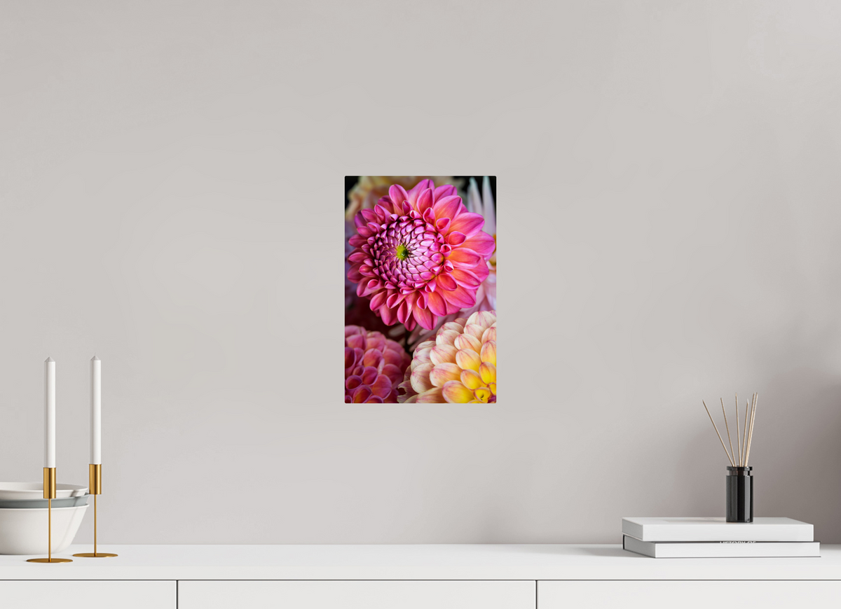8 x 12″, ChromeLuxe HD Metal Print Rounded Conrners Pink Dahlia Unfurling
