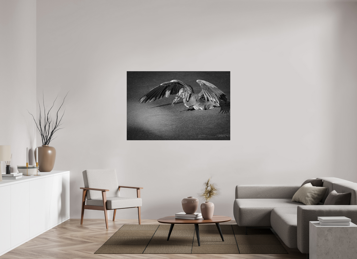 60 x 40″, ChromeLuxe HD Metal Print Rounded Conrners Great Blue Heron's Frog Catch in Black and White