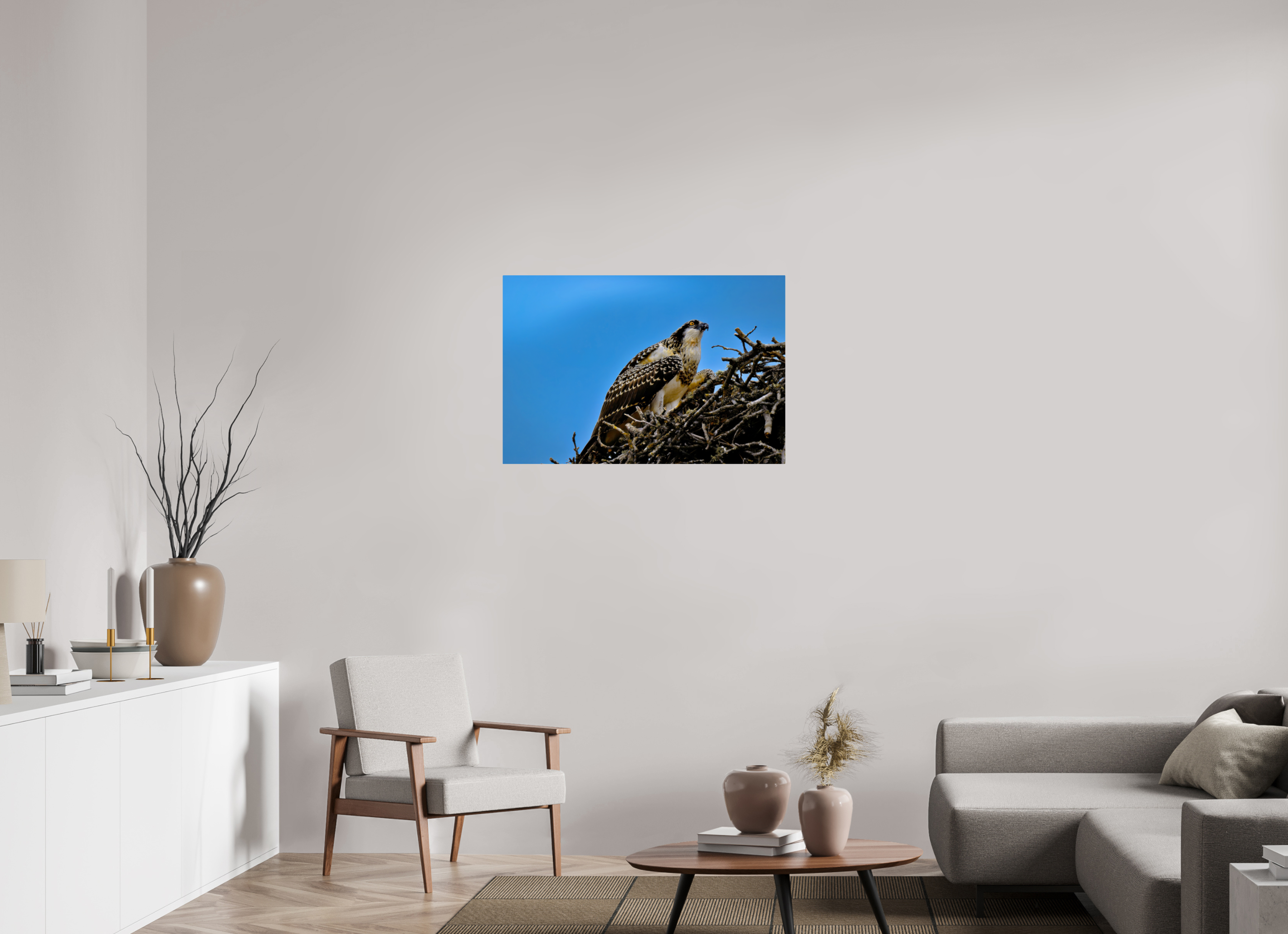36 x 24″, ChromeLuxe HD Metal Print Rounded Conrners Young Osprey at the Nest