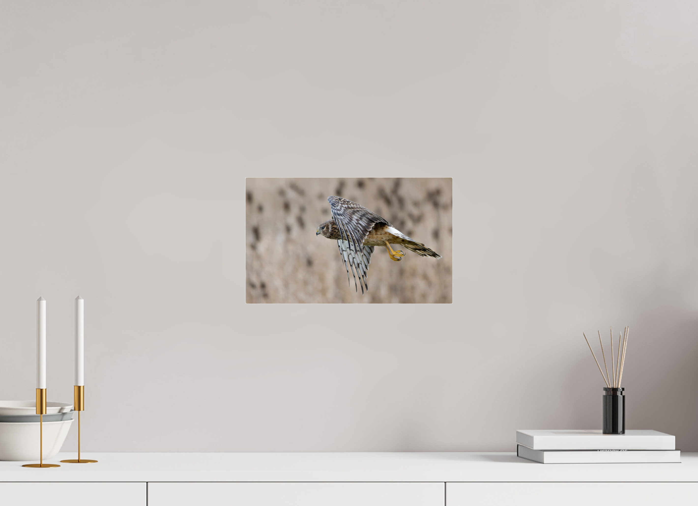 13.1 x 8″, Acrylic Glass Rounded Corners Northern Harrier Skimming the Field