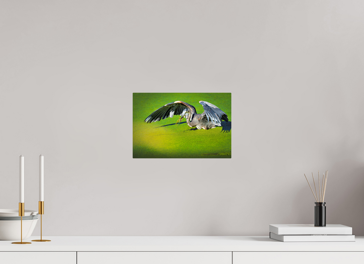 12 x 8″, ChromeLuxe HD Metal Print Rounded Conrners Great Blue Heron's Frog Catch on the Duckweed