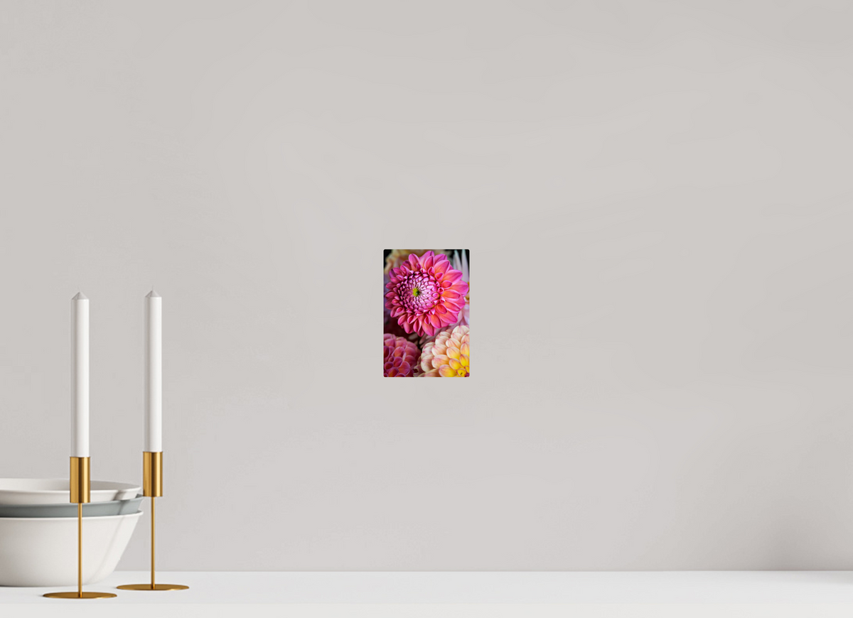 4 x 6″, ChromeLuxe HD Metal Print Rounded Conrners Pink Dahlia Unfurling