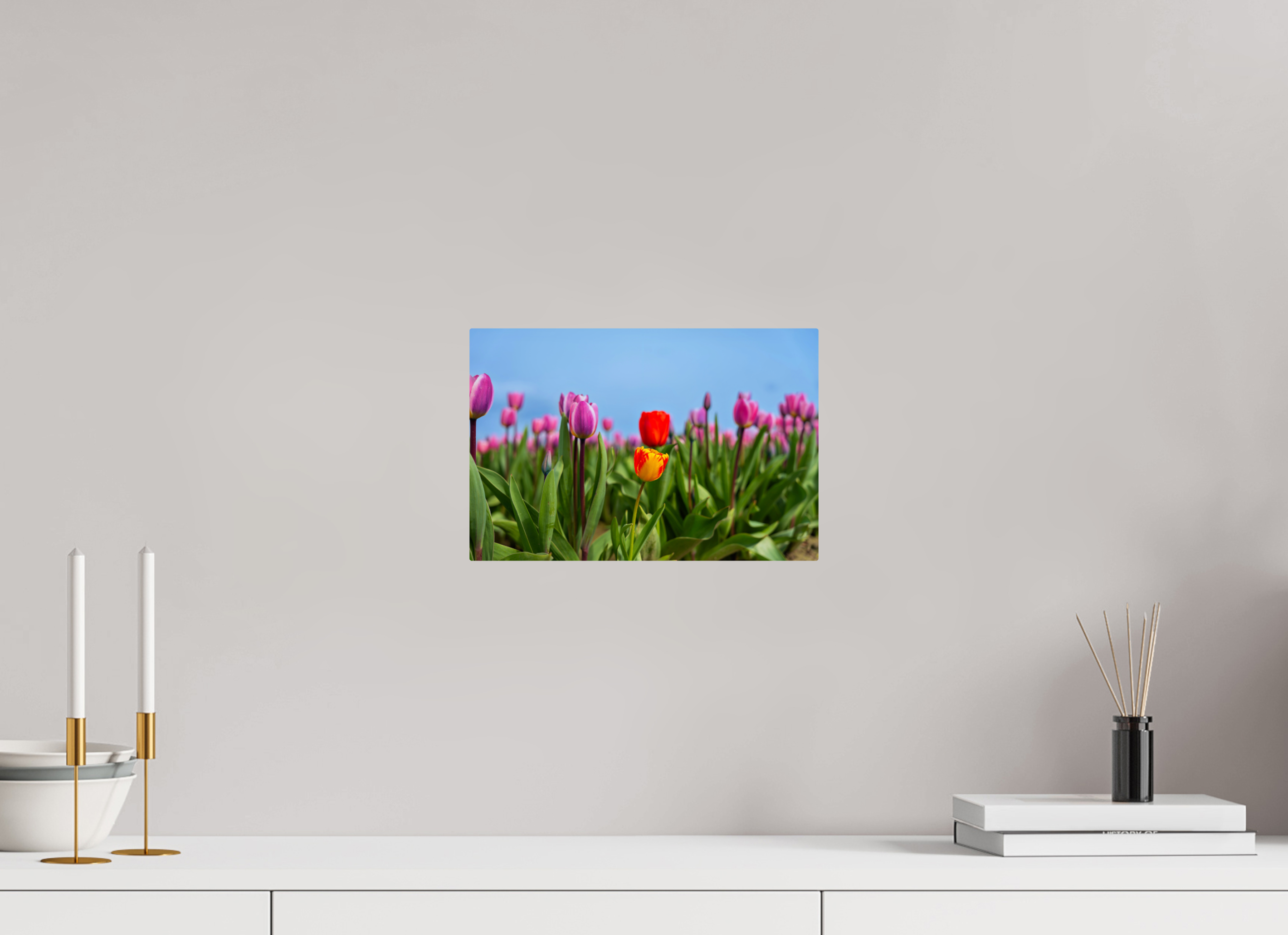 12 x 8″, ChromeLuxe HD Metal Print Rounded Conrners Red and Yellow Tulips Among a Purple Field