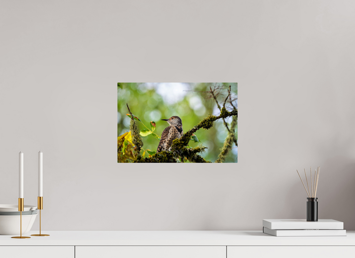 15 x 10″, ChromeLuxe HD Metal Print Rounded Conrners Northern Flicker in the Mossy Canopy