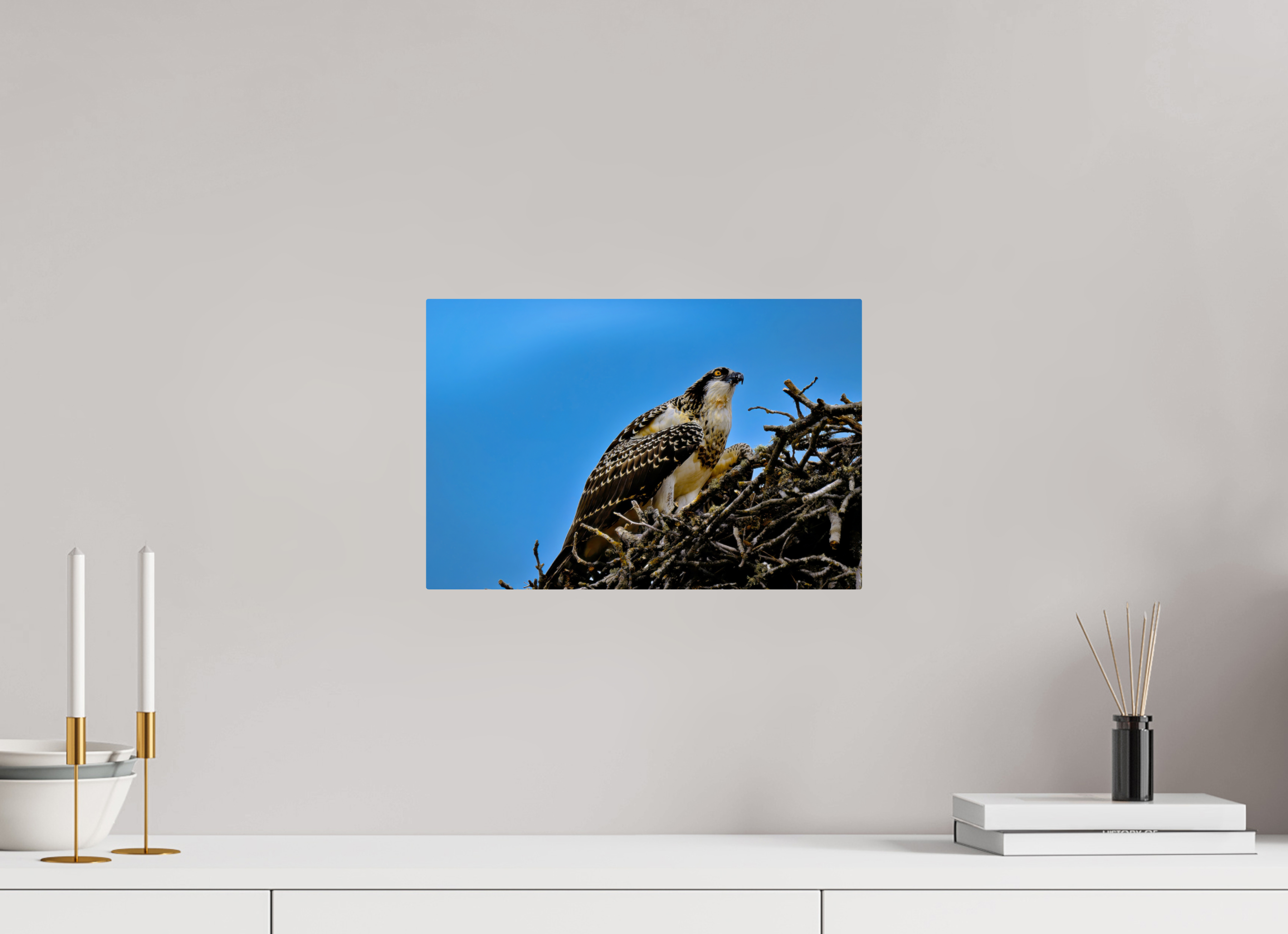 15 x 10″, ChromeLuxe HD Metal Print Rounded Conrners Young Osprey at the Nest