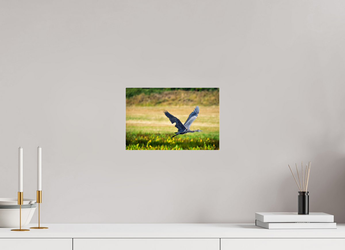 12 x 8″, Acrylic Glass Rounded Corners Great Blue Heron Rising Over the Wetland