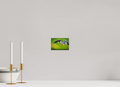 6 x 4″, Acrylic Glass Rounded Corners Great Blue Heron's Frog Catch on the Duckweed