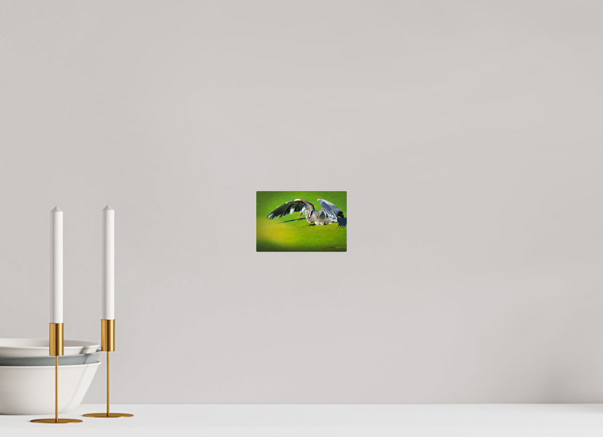6 x 4″, Acrylic Glass Rounded Corners Great Blue Heron's Frog Catch on the Duckweed