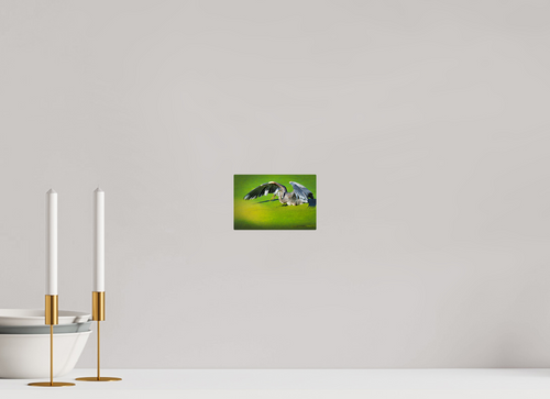 6 x 4″, Acrylic Glass Rounded Corners Great Blue Heron's Frog Catch on the Duckweed