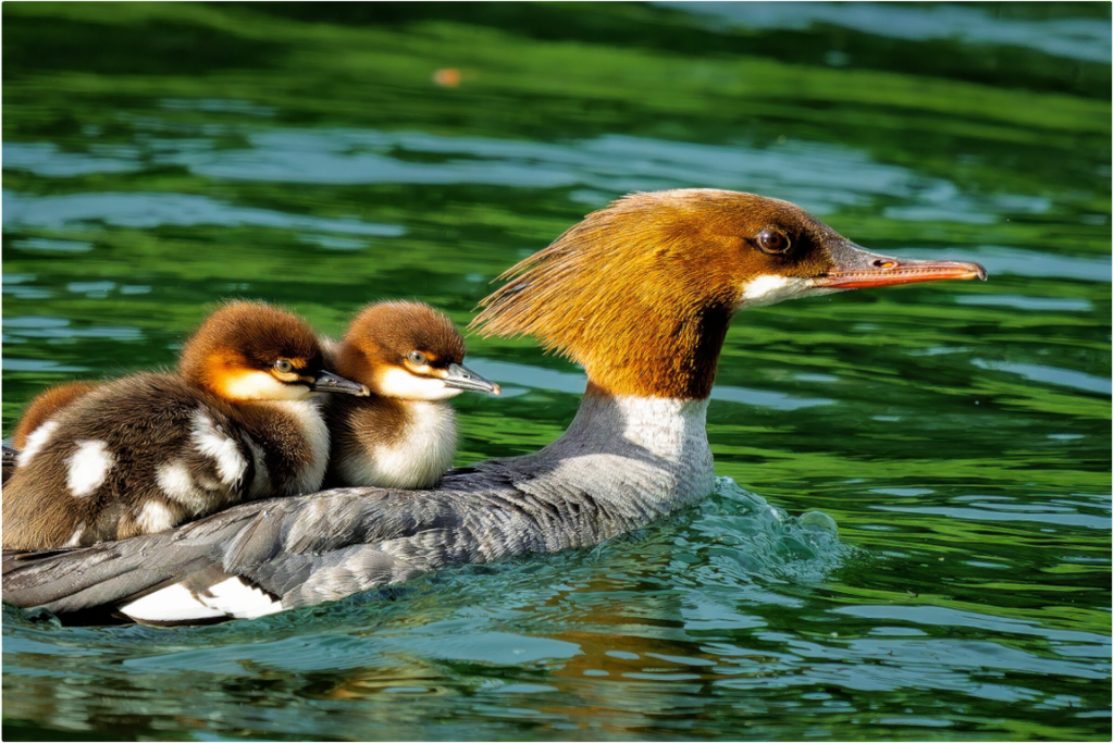 Main image Common Merganser Hen With Ducklings on Her Back