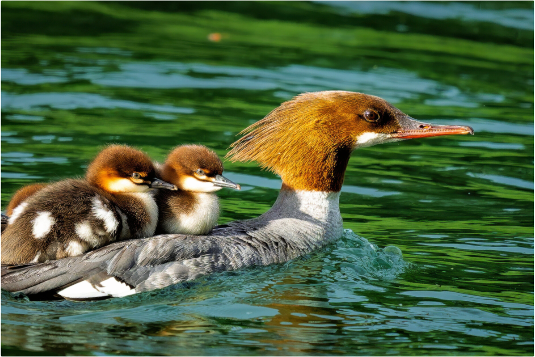 Main image Common Merganser Hen With Ducklings on Her Back