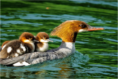 Main image Common Merganser Hen With Ducklings on Her Back