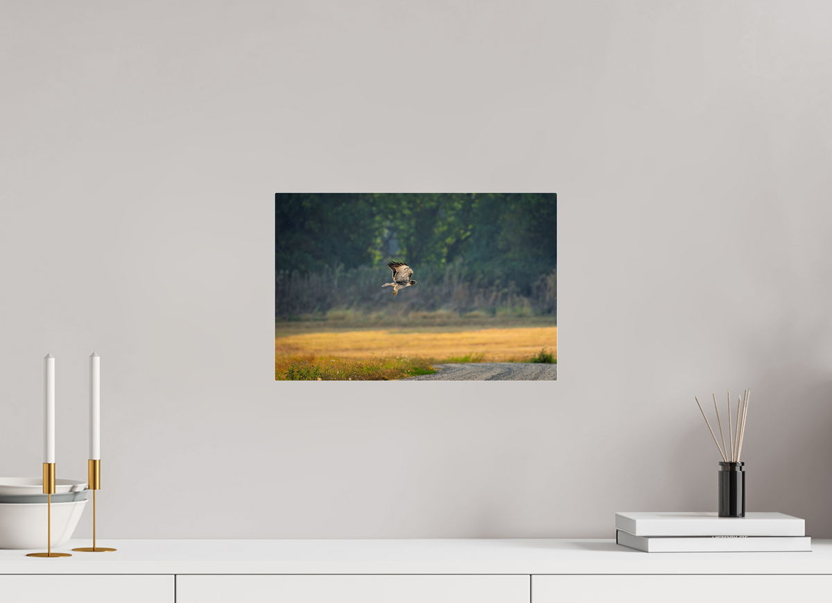 15 x 10″, Acrylic Glass Rounded Corners Red-tailed Hawk Gliding Low Over the Field