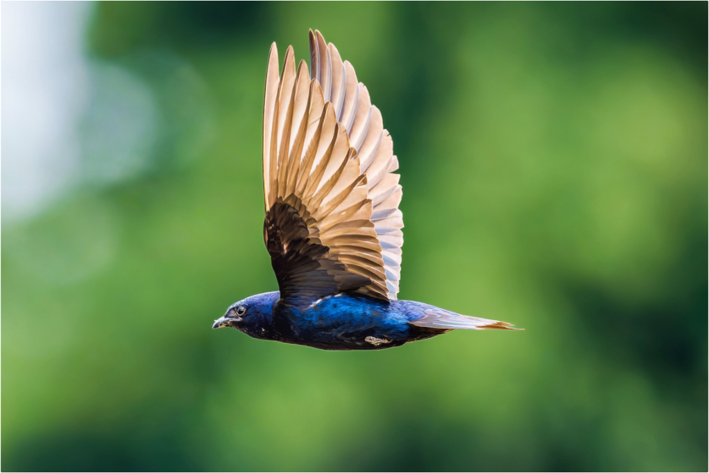 Main image Purple Martin in Flight