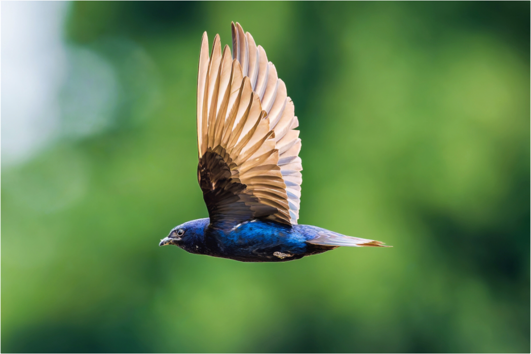 Main image Purple Martin in Flight