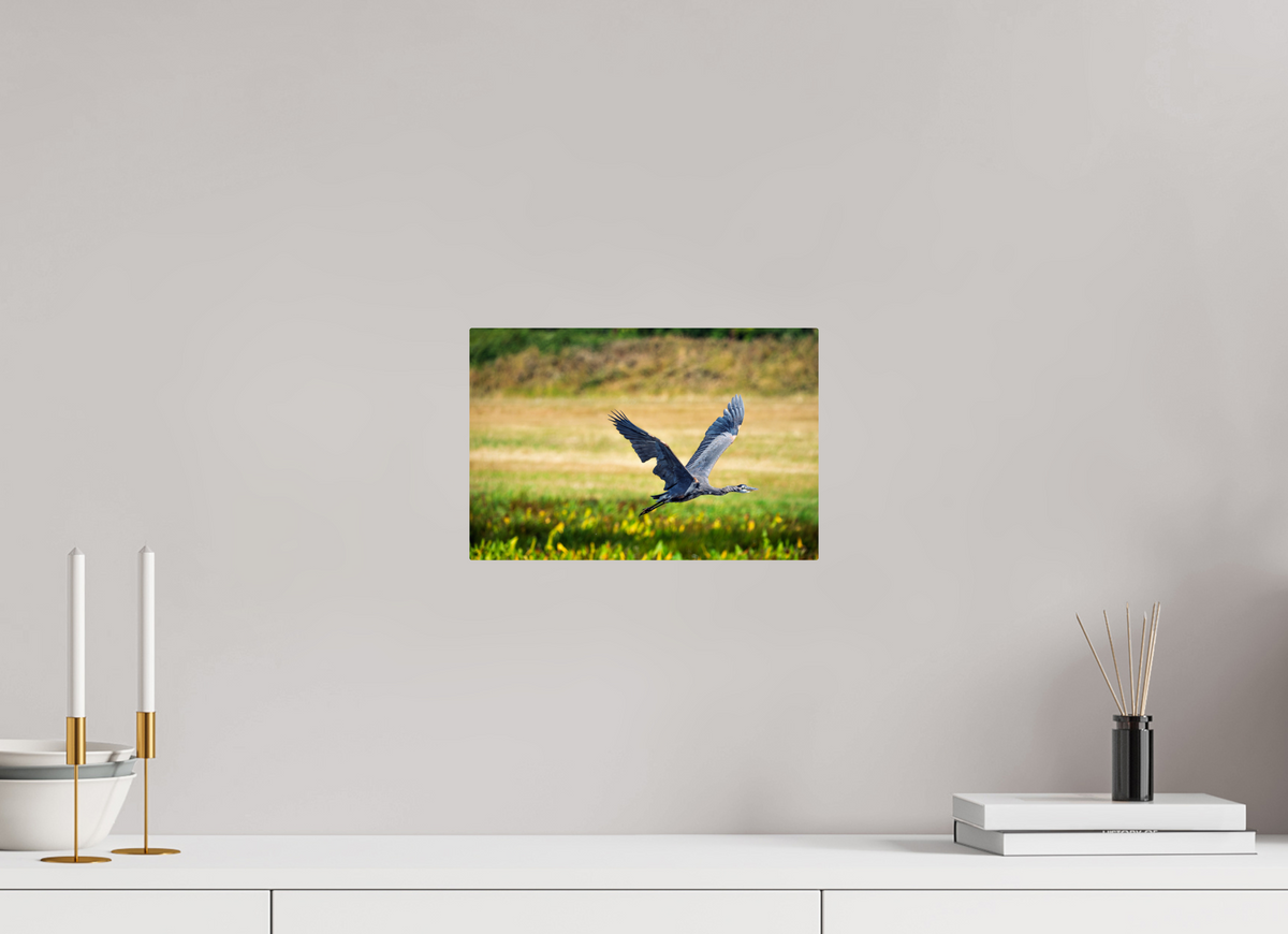 12 x 8″, ChromeLuxe HD Metal Print Rounded Conrners Great Blue Heron Rising Over the Wetland