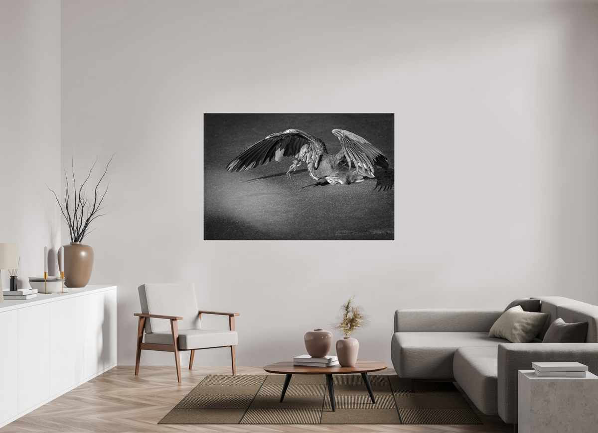 66 x 44″, ChromeLuxe HD Metal Print Rounded Conrners Great Blue Heron's Frog Catch in Black and White