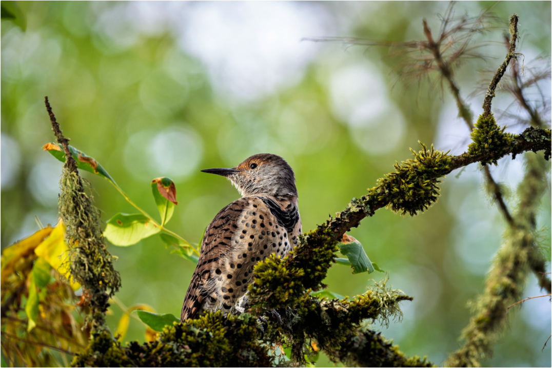 Main image Northern Flicker in the Mossy Canopy