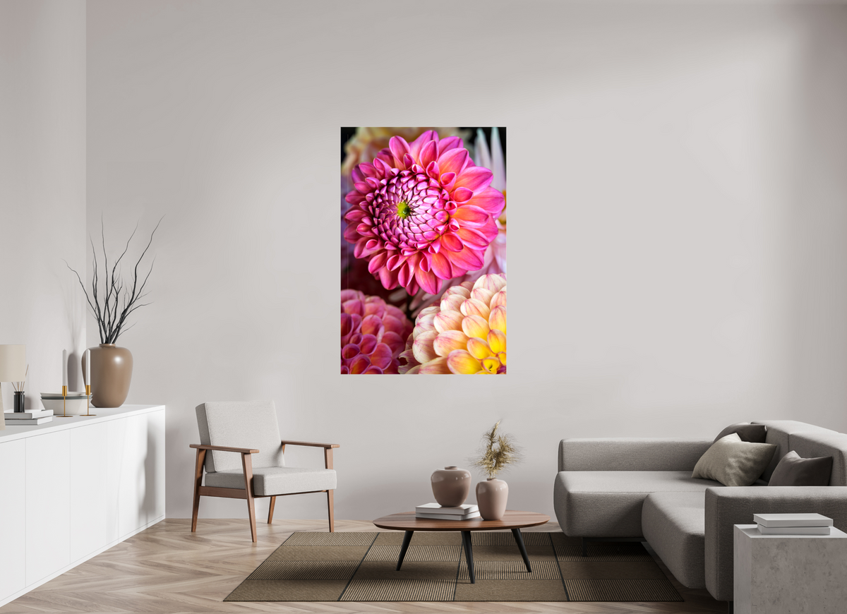40 x 60″, Glossy Canvas Pink Dahlia Unfurling