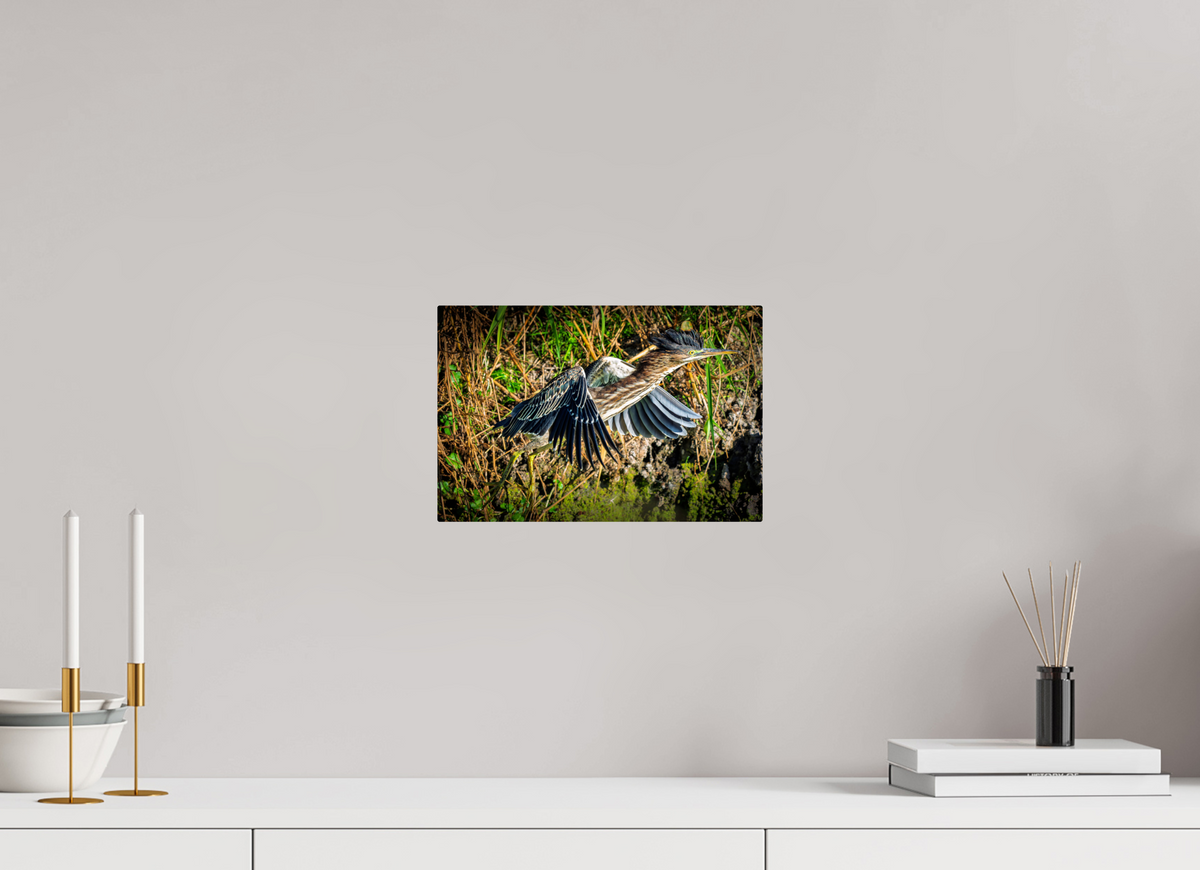 12 x 8″, ChromeLuxe HD Metal Print Rounded Conrners Green Heron Launching from the Marsh Bank